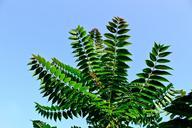 fern-fiddlehead-plant-leaf-fern-394565.jpg