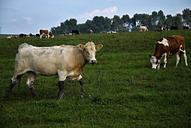 pasture-cows-meadow-tree-hai-348614.jpg