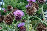 artichoke-flower-plant-purple-986711.jpg