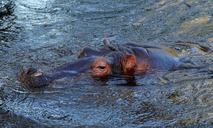 hippo-africa-animal-water-hard-1268610.jpg