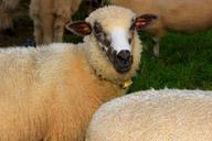 sheep-herd-pen-little-sheep-419583.jpg