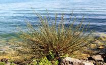 lake-bank-plant-bush-stones-water-430169.jpg