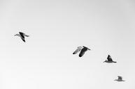 seagulls-flock-birds-animals-984529.jpg