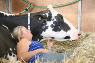 cow-holstein-sleeping-dairy-1256182.jpg