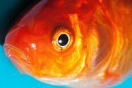 eye-goldfish-freshwater-fish-365087.jpg