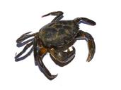 crab-mediterranean-crustacean-1282836.jpg