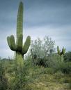 cactus-saguaro-southwest-west-dry-754882.jpg