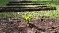 ground-garden-grass-green-plant-773167.jpg