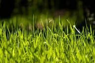 grass-rush-green-meadow-nature-538278.jpg