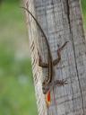 lizard-post-reptile-605964.jpg