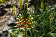 desert-flower-el-salvador-stem-red-612161.jpg