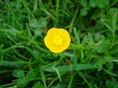 buttercup-flower-yellow-1522204.jpg