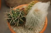 cactus-with-flower-cactus-in-a-pot.jpg