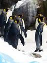 king-penguins-penguins-406557.jpg