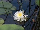 water-lily-flower-white-water-596848.jpg