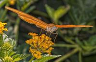 butterfly-flower-insect-nature-1610883.jpg