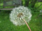 dandelion-weed-wild-herb-blossom-227221.jpg