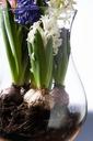 onion-hyacinth-hyacinthus-orientalis-628612.jpg