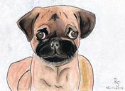 pug-dog-drawing-pastel-229447.jpg