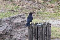 raven-bird-raven-bird-crow-643700.jpg