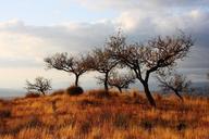 trees-grassland-steppe-veld-nature-802044.jpg