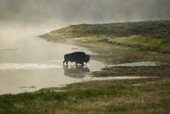 buffalo-bison-fog-walking-960197.jpg