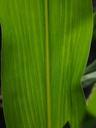 corn-leaf-detail-leaf-veins-corn-592580.jpg