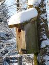 birdhouse-snow-winter-forest-tree-610947.jpg