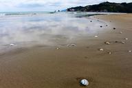 mirroring-beach-new-zealand-mussels-1623827.jpg