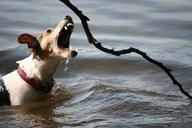 jack-russell-terrier-lake-swim-1284723.jpg