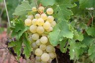 grapes-green-white-fruit-vineyard-522009.jpg