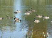 geese-pen-birds-nature-goose-896181.jpg