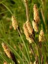 swamp-sedge-sharp-edged-sedge-7119.jpg