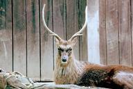 deer-japanese-deer-sika-sika-deer-218232.jpg