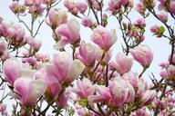 magnolia-magnolia-blossom-flowers-324217.jpg