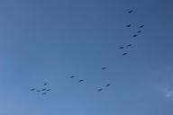 bird-flight-sky-flight-freedom-273866.jpg