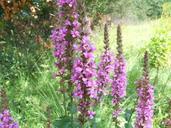 purple-loosestrife-purple-lythrum-546017.jpg