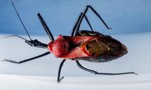 beetle-insect-arachnid-exotic-299295.jpg