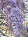 wisteria-bloom-purple-flower-white-1311057.jpg