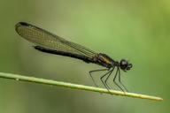 damselfly-odonata-dragonfly-insect-1131644.jpg