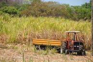 farm-green-reed-bed-nature-field-439663.jpg