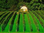 vineyard-wine-cultures-vine-plants-464180.jpg