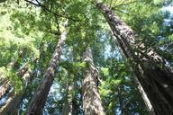 redwoods-trees-natural-forest-937163.jpg