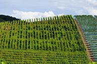 vineyards-winegrowing-vines-vintage-1609599.jpg