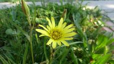 daisy-yellow-daisy-yellow-flower-1509978.jpg