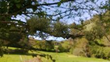 fungus-lichen-tree-trees-landscape-646421.jpg