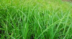 grass-lawn-leaves-sri-lanka-green-328940.jpg