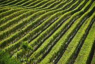 vineyard-field-landscapes-nature-386726.jpg