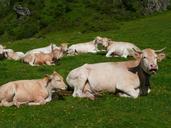 pets-cows-pyrenees-223688.jpg