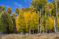 Snowbowl_Road:_Aspen_Corner.jpg